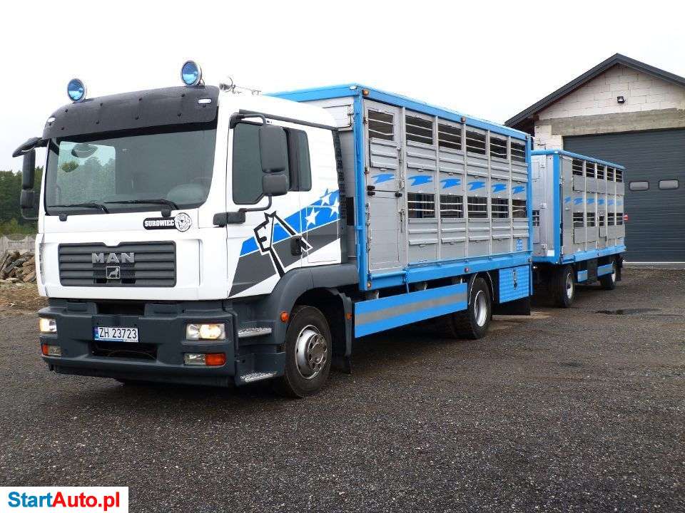 MAN TGM 12.240 + PRZYCZEPA / ZESTAW DO ŻYWCA / ZWIERZĄT / BYDŁA / STAN IDEALNY / WAGA EL.