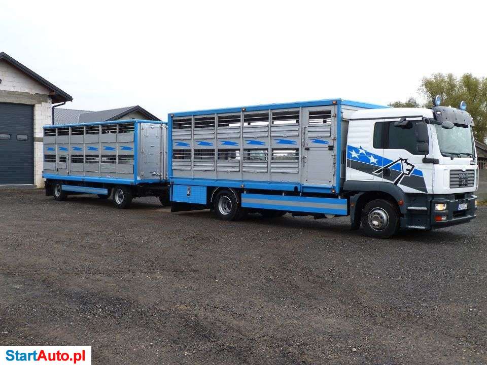 MAN TGM 12.240 + PRZYCZEPA / ZESTAW DO ŻYWCA / ZWIERZĄT / BYDŁA / STAN IDEALNY / WAGA EL.