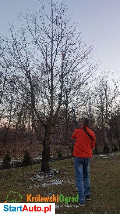 piła piła na wysięgniku podkrzesywarka wynajem wypożyczalnia