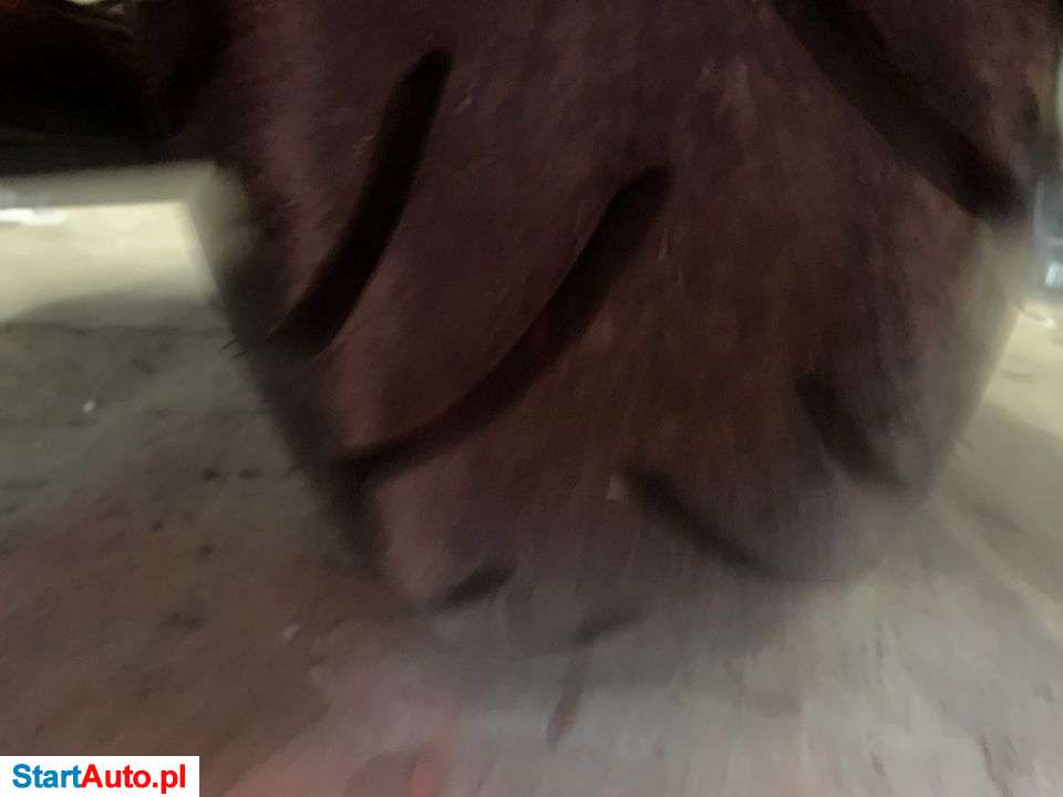 Harley-Davidson Electra – Chodzież – Wielkopolskie